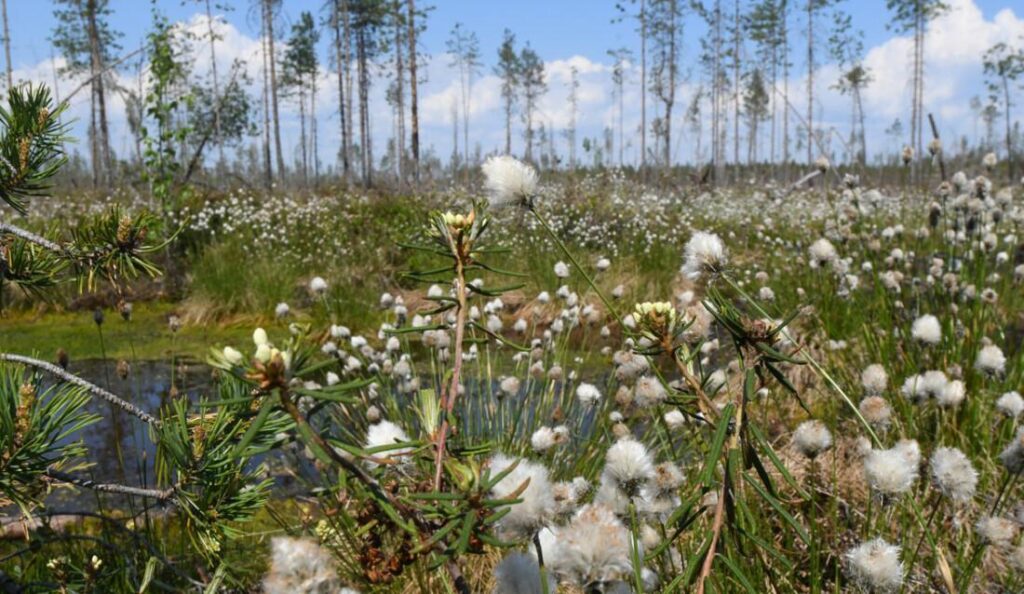 Eteläinen Piitsonsuo elpyy yhteistyöhankkeen tuloksena